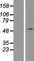 SPTLC1 Human Over-expression Lysate