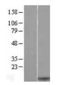 BCA1 (CXCL13) Human Over-expression Lysate