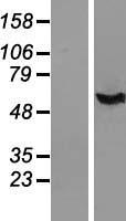 IFI44 Human Over-expression Lysate
