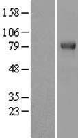 RNF22 (TRIM3) Human Over-expression Lysate