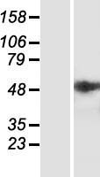 ST6GALNAC2 Human Over-expression Lysate