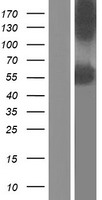 SC65 (P3H4) Human Over-expression Lysate