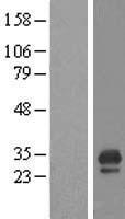 CDC42EP3 Human Over-expression Lysate