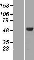 AMSH (STAMBP) Human Over-expression Lysate