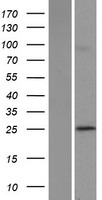 POLR3G Human Over-expression Lysate