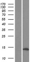ATP5L Human Over-expression Lysate