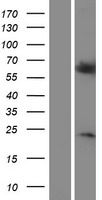 RGS14 Human Over-expression Lysate