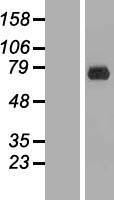 ERF Human Over-expression Lysate