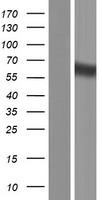 Fibulin 1 (FBLN1) Human Over-expression Lysate