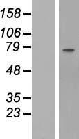 Fibulin 1 (FBLN1) Human Over-expression Lysate