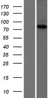 DNA polymerase eta (POLH) Human Over-expression Lysate