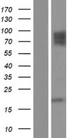 CD146 (MCAM) Human Over-expression Lysate