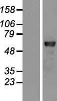 Rel B (RELB) Human Over-expression Lysate