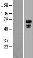 TFE3 Human Over-expression Lysate