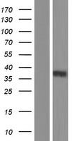CACNG3 Human Over-expression Lysate