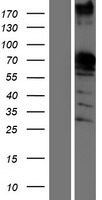 SAM68 (KHDRBS1) Human Over-expression Lysate