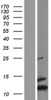 Lipophilin B (SCGB1D2) Human Over-expression Lysate