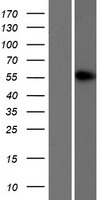 CELF2 Human Over-expression Lysate