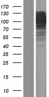 Advillin (AVIL) Human Over-expression Lysate