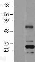 RFPL2 Human Over-expression Lysate