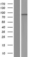 PHTF1 Human Over-expression Lysate