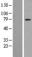 Zinc finger protein 460 (ZNF460) Human Over-expression Lysate