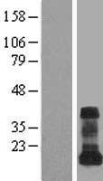 VAMP5 Human Over-expression Lysate