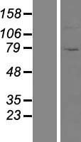 ZNF234 Human Over-expression Lysate
