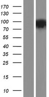 PDE10A Human Over-expression Lysate