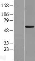 CYP46 (CYP46A1) Human Over-expression Lysate