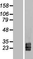 Tetraspanin 9 (TSPAN9) Human Over-expression Lysate