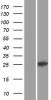 C1QL1 Human Over-expression Lysate