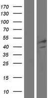 FGL2 Human Over-expression Lysate