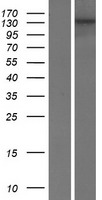 USP19 Human Over-expression Lysate