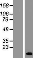 BLCAP Human Over-expression Lysate