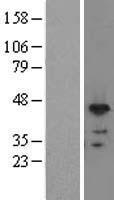 RNPS1 Human Over-expression Lysate