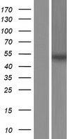 ABLIM1 Human Over-expression Lysate