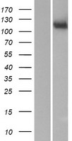 MAN2C1 Human Over-expression Lysate