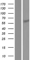 Syntrophin (SNTB2) Human Over-expression Lysate