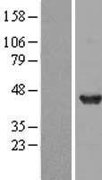 DNAJB2 Human Over-expression Lysate
