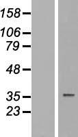 TUSC3 Human Over-expression Lysate