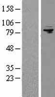 AFG3L2 Human Over-expression Lysate