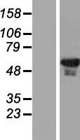 EHD1 Human Over-expression Lysate