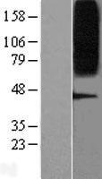 GPR75 Human Over-expression Lysate