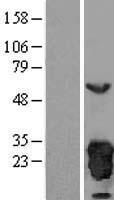 Peroxiredoxin 3 (PRDX3) Human Over-expression Lysate