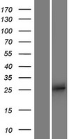 APOBEC2 Human Over-expression Lysate