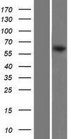 STIP1 Human Over-expression Lysate