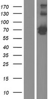 CKAP4 Human Over-expression Lysate