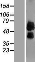 LILRB4 Human Over-expression Lysate