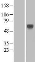 LILRA3 Human Over-expression Lysate